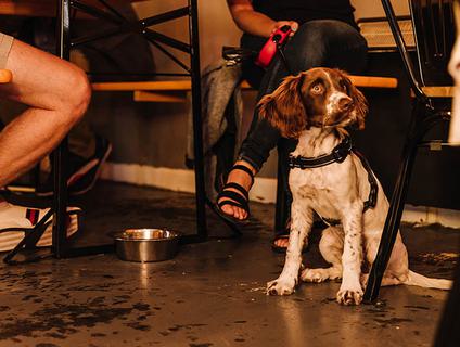 Dog friendly dining3
