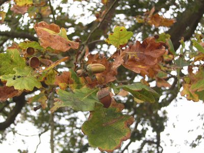 Boscobel Diamond Jubilee Oak acorns