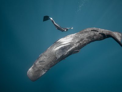 Ocean Film Festival