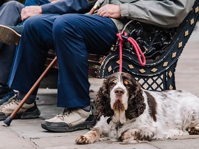 Dog friendly dining copy