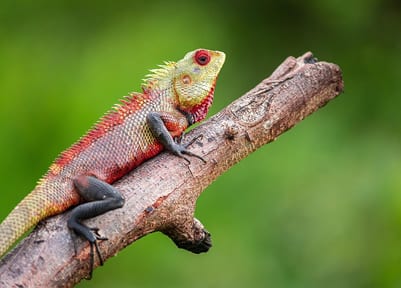 Lizard