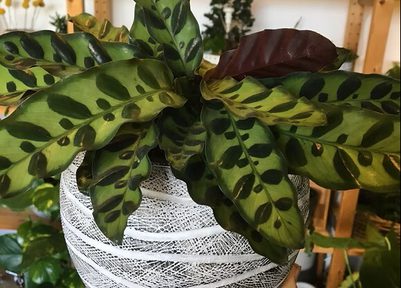 Plant swap in shrewsbury