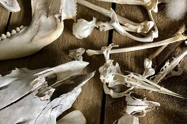 Bones bones bones