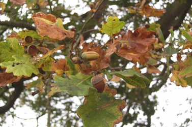 Boscobel Diamond Jubilee Oak acorns