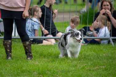 Dog show at shropshire county show