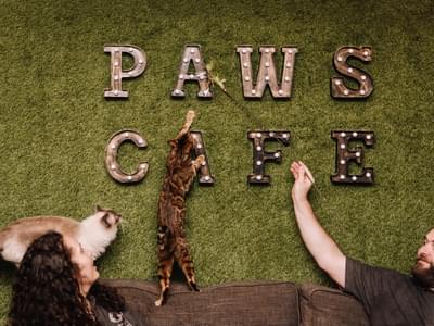 Paws cafe 3